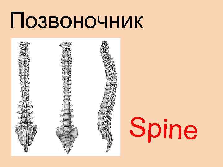 Позвоночник Spine 