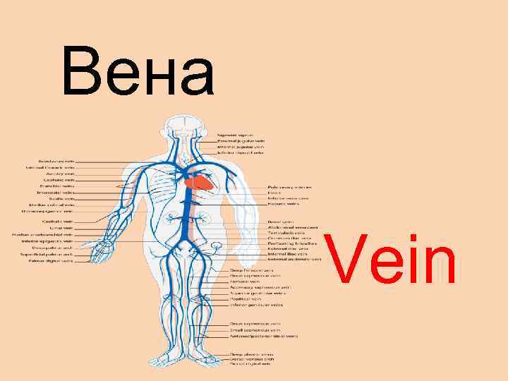 Вена Vein 