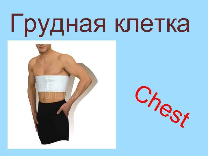 Грудная клетка Ch es t 