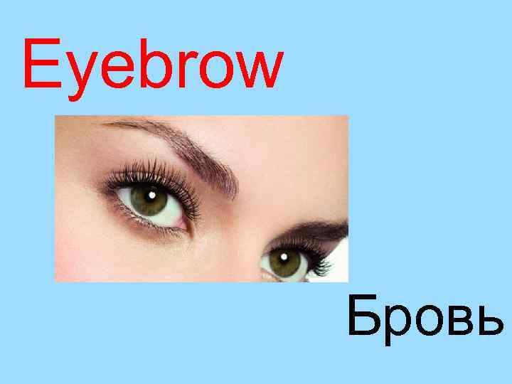Eyebrow Бровь 
