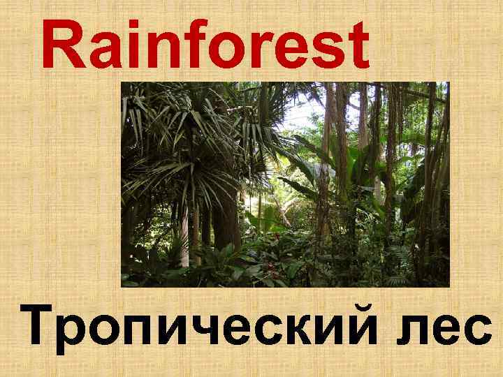 Rainforest Тропический лес 