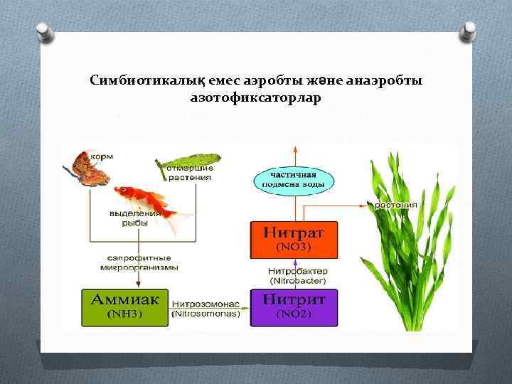 Симбиотикалық емес аэробты және анаэробты азотофиксаторлар 