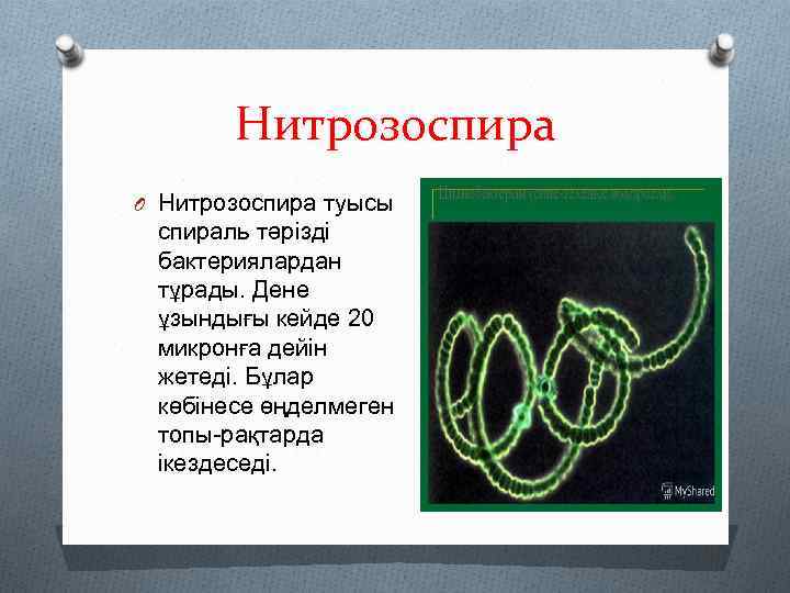 Нитрозоспира O Нитрозоспира туысы спираль тәрізді бактериялардан тұрады. Дене ұзындығы кейде 20 микронға дейін