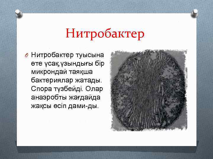 Нитробактер O Нитробактер туысына өте үсақ, үзындығы бір микрондай таяқша бактериялар жатады. Спора түзбейді.