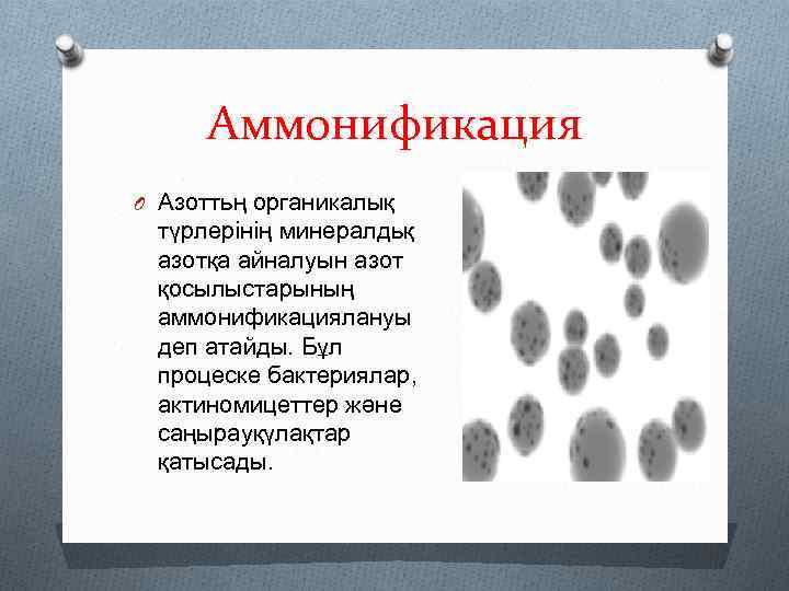 Аммонификация O Азоттьң органикалық түрлерінің минералдьқ азотқа айналуын азот қосылыстарының аммонификациялануы деп атайды. Бұл