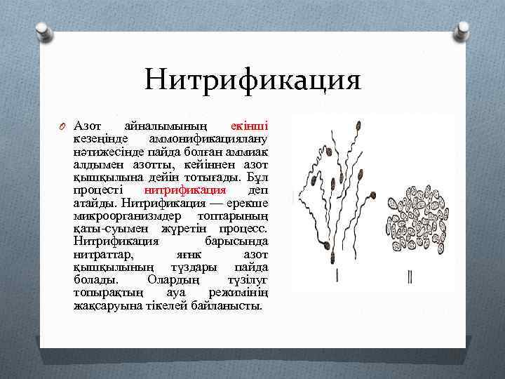 Нитрификация O Азот айналымының екінші кезеңінде аммонификациялану нәтижесінде пайда болған аммиак алдымен азотты, кейіннен