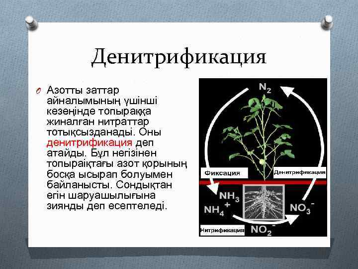 Денитрификация O Азотты заттар айналымының үшінші кезеңінде топыраққа жиналған нитраттар тотықсызданадьі. Оны денитрификация деп