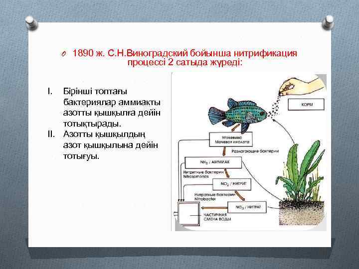 O 1890 ж. С. Н. Виноградский бойынша нитрификация процессі 2 сатыда жүреді: I. Бірінші