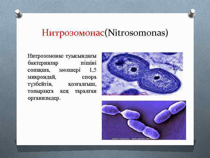 Нитрозомонас(Nіtrosomonas) Нитрозомонас туысындағы бактериялар пішіні сопақша, мөлшері 1, 5 микрондай, спора түзбейтін, қозғалғыш, топырақта