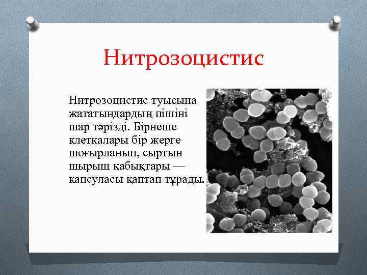 Нитрозоцистис туысына жататындардың пішіні шар тәрізді. Бірнеше клеткалары бір жерге шоғырланып, сыртын шырыш қабықтары