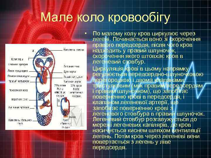 Мале коло кровообігу • По малому колу кров циркулює через легені. Починається воно зі