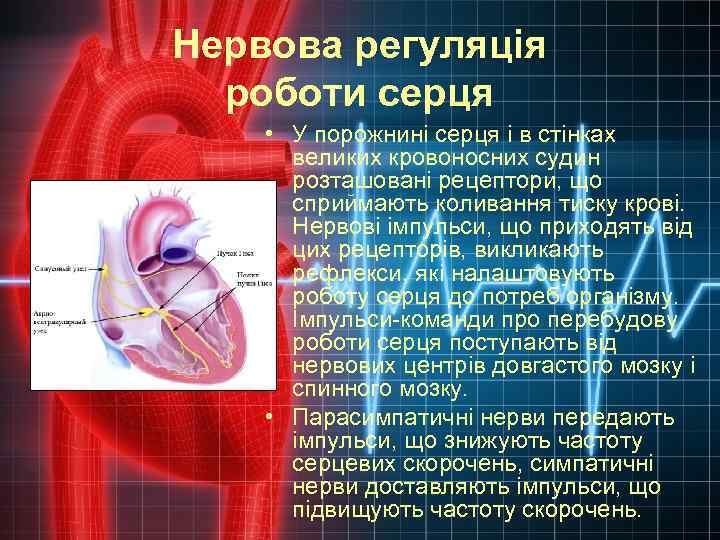 Нервова регуляція роботи серця • У порожнині серця і в стінках великих кровоносних судин