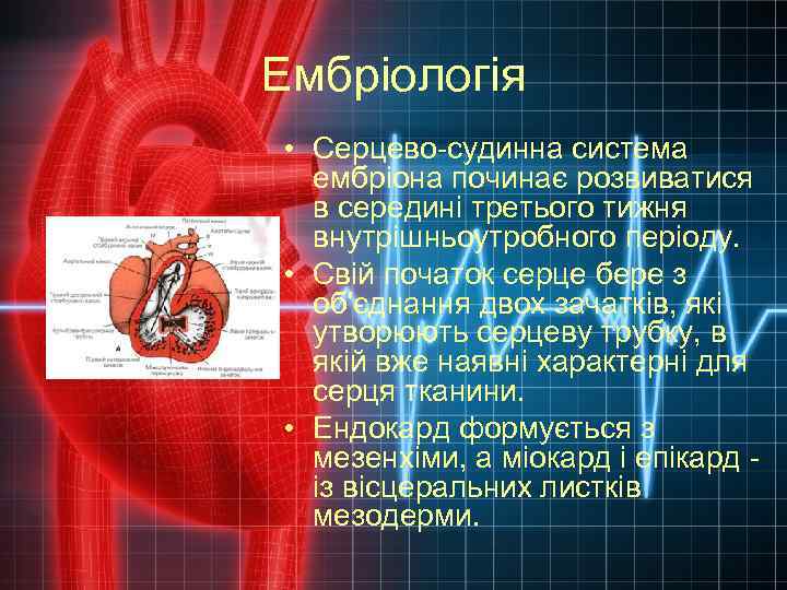 Ембріологія • Серцево-судинна система ембріона починає розвиватися в середині третього тижня внутрішньоутробного періоду. •