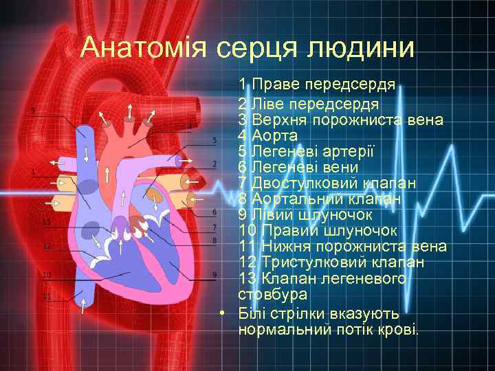 Анатомія серця людини 1 Праве передсердя 2 Ліве передсердя 3 Верхня порожниста вена 4