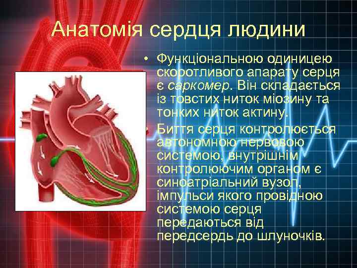 Анатомія сердця людини • Функціональною одиницею скоротливого апарату серця є саркомер. Він складається із
