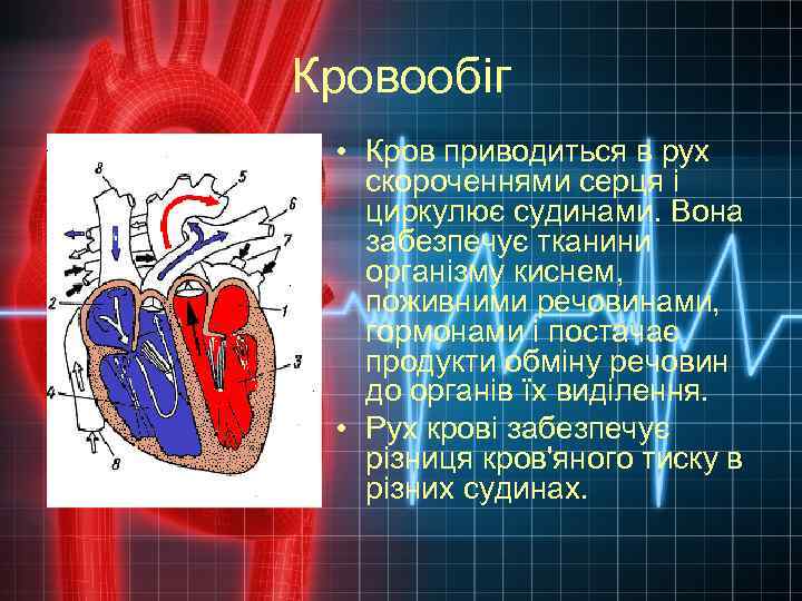 Кровообіг • Кров приводиться в рух скороченнями серця і циркулює судинами. Вона забезпечує тканини
