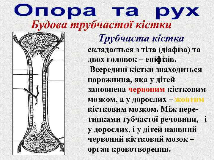 Будова трубчастої кістки Трубчаста кістка складається з тіла (діафіза) та двох головок – епіфізів.