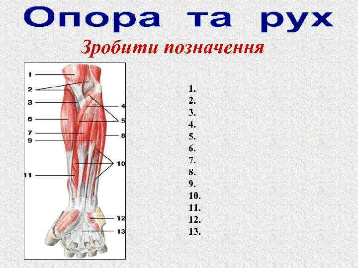 Зробити позначення 1. 2. 3. 4. 5. 6. 7. 8. 9. 10. 11. 12.