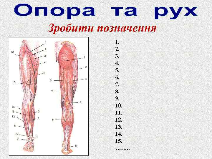 Зробити позначення 1. 2. 3. 4. 5. 6. 7. 8. 9. 10. 11. 12.