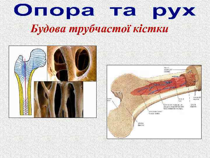 Будова трубчастої кістки 