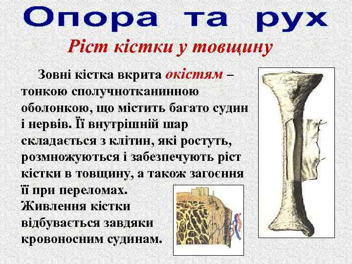 Ріст кістки у товщину Зовні кістка вкрита окістям – тонкою сполучнотканинною оболонкою, що містить