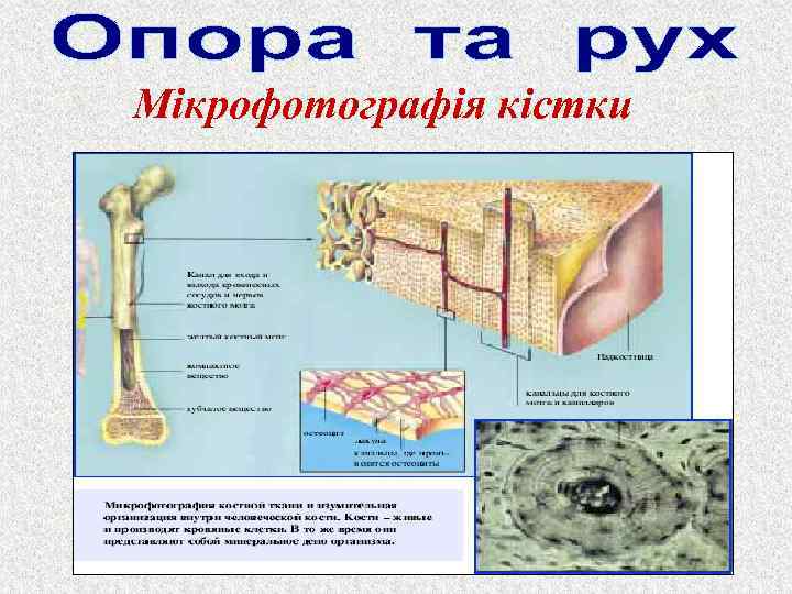 Мікрофотографія кістки 