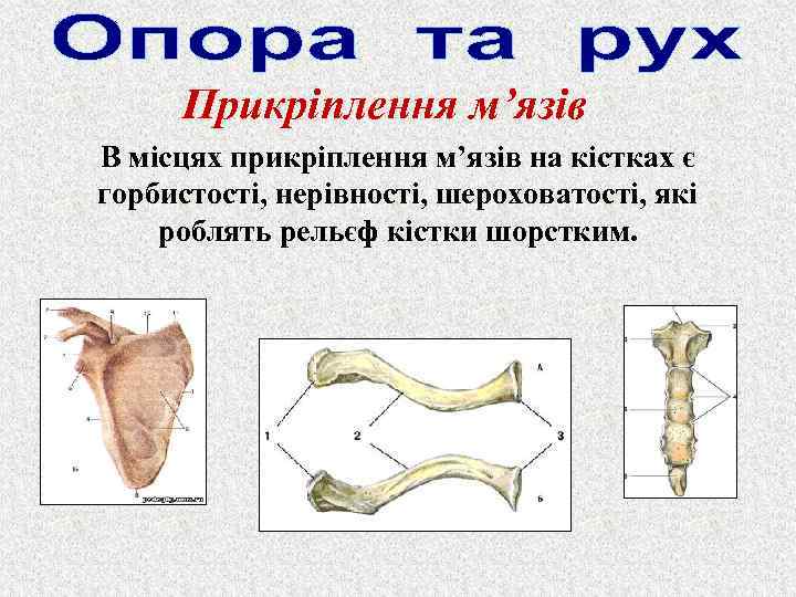 Прикріплення м’язів В місцях прикріплення м’язів на кістках є горбистості, нерівності, шероховатості, які роблять