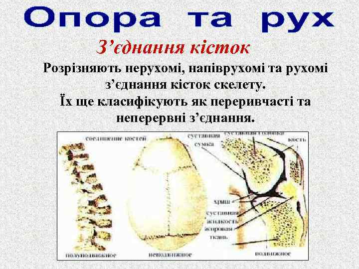 З’єднання кісток Розрізняють нерухомі, напіврухомі та рухомі з’єднання кісток скелету. Їх ще класифікують як