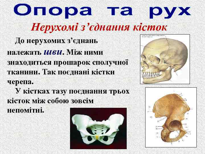 Нерухомі з’єднання кісток До нерухомих з’єднань належать шви. Між ними знаходиться прошарок сполучної тканини.