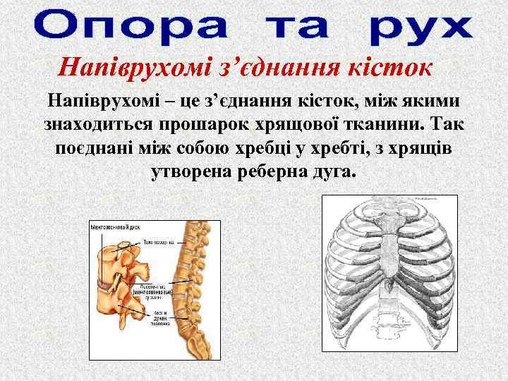 Напіврухомі з’єднання кісток Напіврухомі – це з’єднання кісток, між якими знаходиться прошарок хрящової тканини.