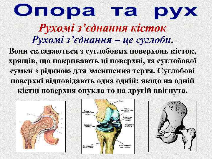 Рухомі з’єднання кісток Рухомі з’єднання – це суглоби. Вони складаються з суглобових поверхонь кісток,