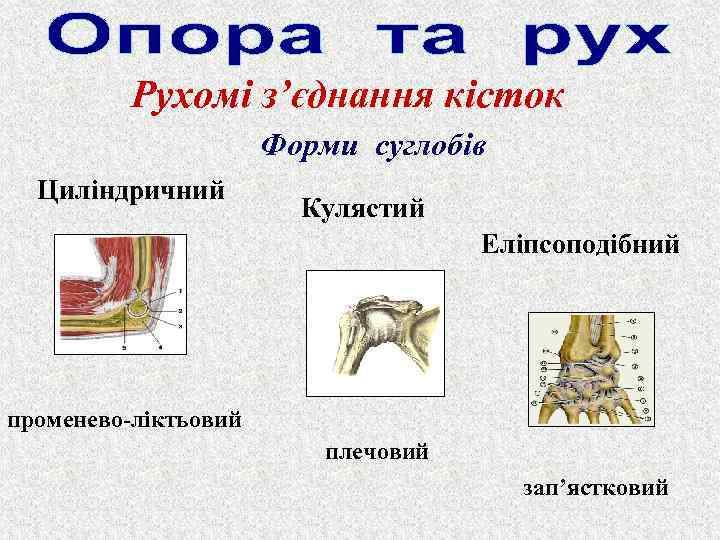 Рухомі з’єднання кісток Форми суглобів Циліндричний Кулястий Еліпсоподібний променево-ліктьовий плечовий зап’ястковий 