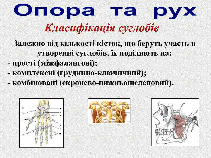 Класифікація суглобів Залежно від кількості кісток, що беруть участь в утворенні суглобів, їх поділяють