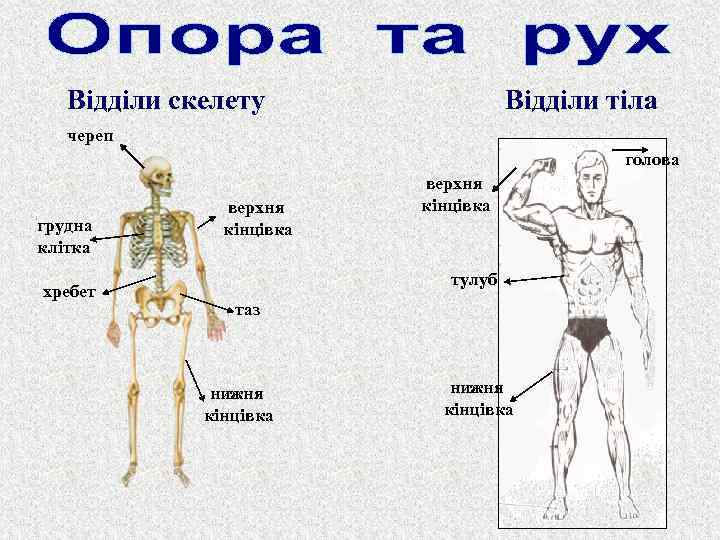 Відділи скелету Відділи тіла череп голова грудна клітка хребет верхня кінцівка тулуб таз нижня