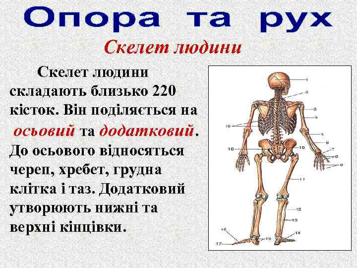 Скелет людини складають близько 220 кісток. Він поділяється на осьовий та додатковий. До осьового