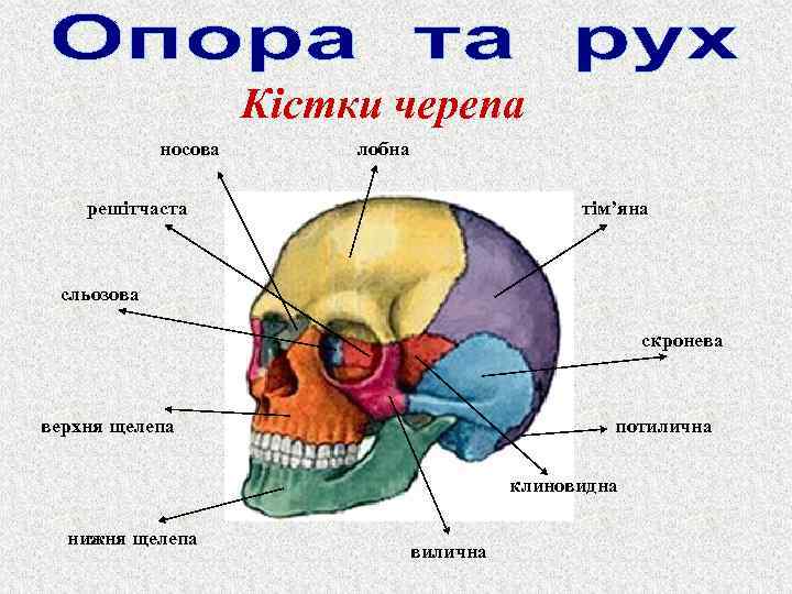 Кістки черепа носова лобна решітчаста тім’яна сльозова скронева верхня щелепа потилична клиновидна нижня щелепа