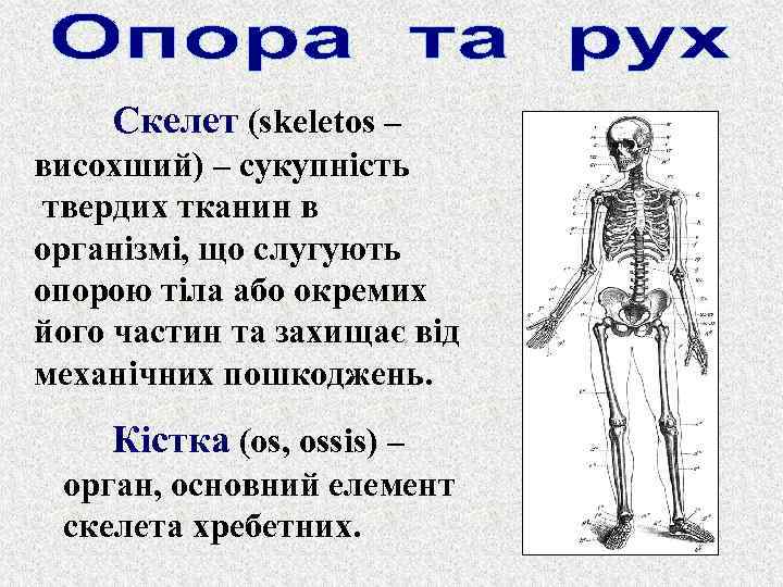 Скелет (skeletos – висохший) – сукупність твердих тканин в організмі, що слугують опорою тіла