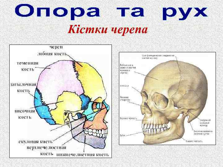 Кістки черепа 