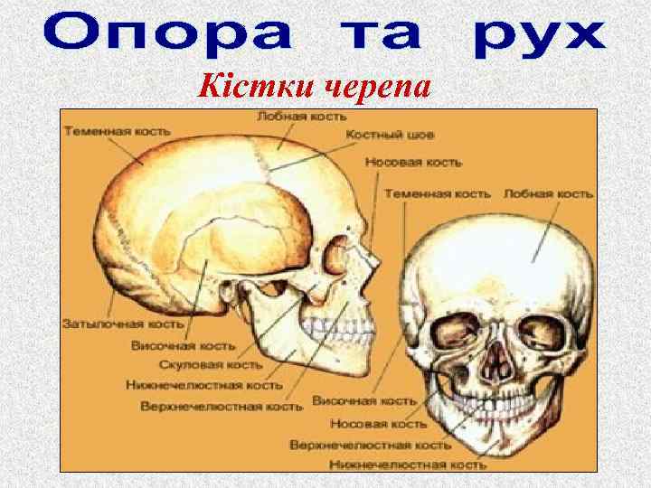 Кістки черепа 