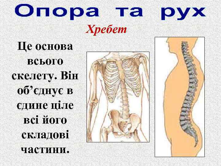 Хребет Це основа всього скелету. Він об’єднує в єдине ціле всі його складові частини.