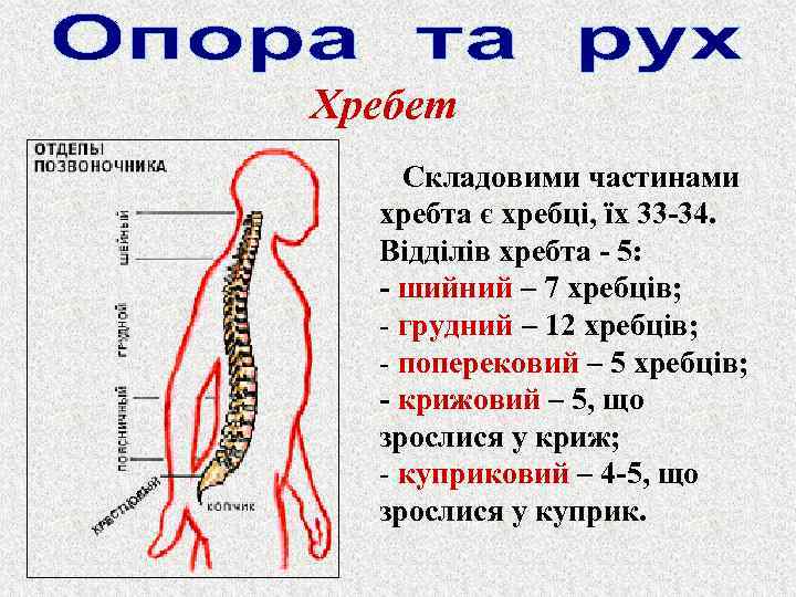 Хребет Складовими частинами хребта є хребці, їх 33 -34. Відділів хребта - 5: -