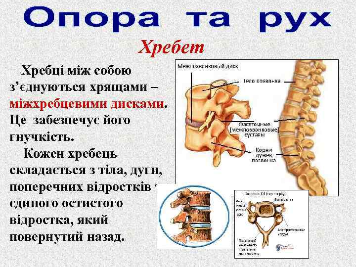 Хребет Хребці між собою з’єднуються хрящами – міжхребцевими дисками. Це забезпечує його гнучкість. Кожен