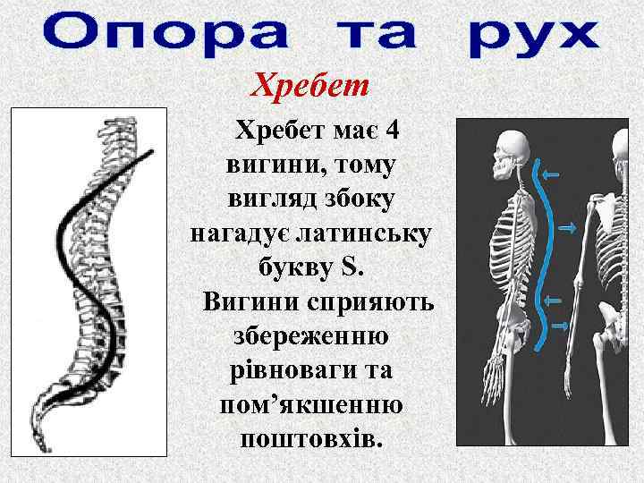 Хребет має 4 вигини, тому вигляд збоку нагадує латинську букву S. Вигини сприяють збереженню