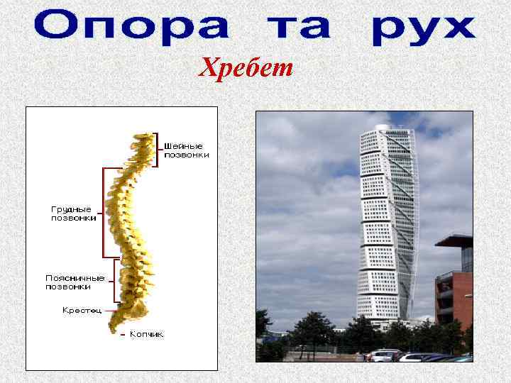 Хребет 