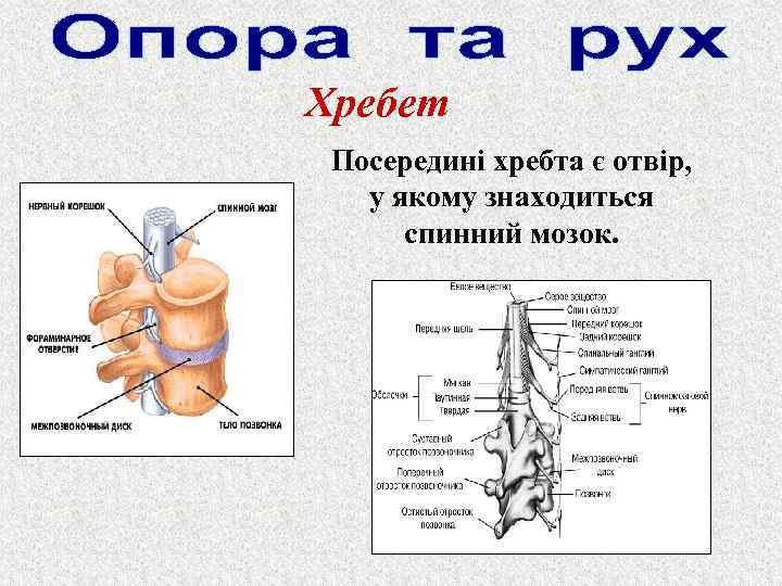 Хребет Посередині хребта є отвір, у якому знаходиться спинний мозок. 