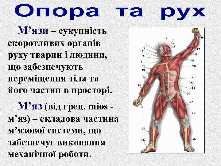 М’язи – сукупність скоротливих органів руху тварин і людини, що забезпечують переміщення тіла та