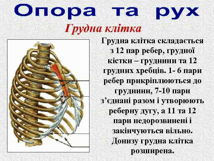 Грудна клітка складається з 12 пар ребер, грудної кістки – груднини та 12 грудних