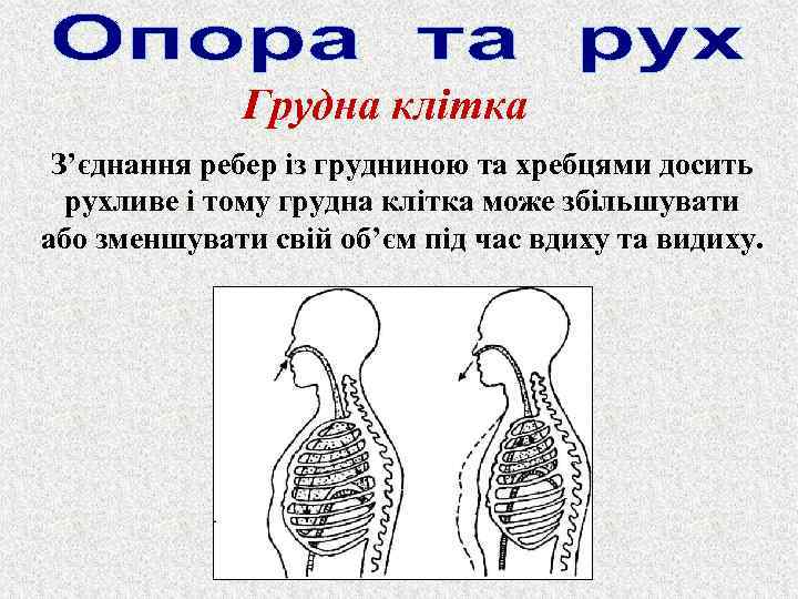 Грудна клітка З’єднання ребер із грудниною та хребцями досить рухливе і тому грудна клітка