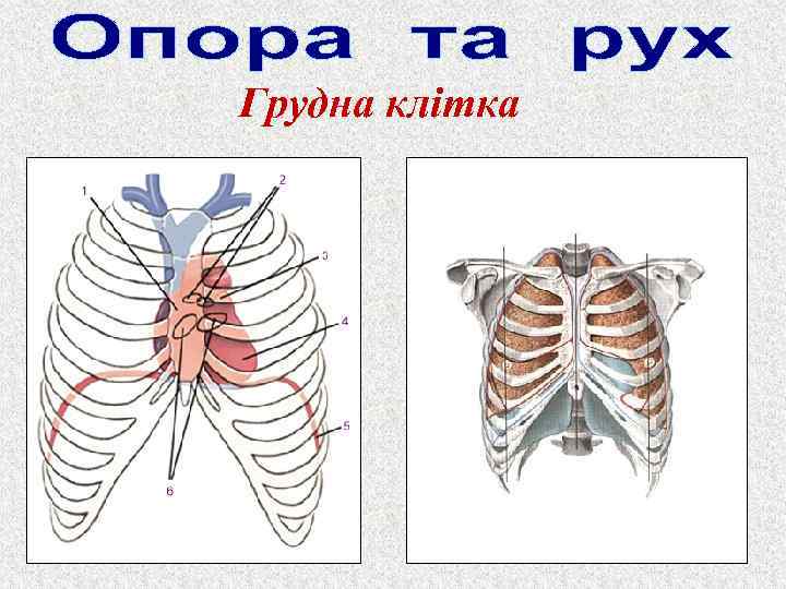 Грудна клітка 