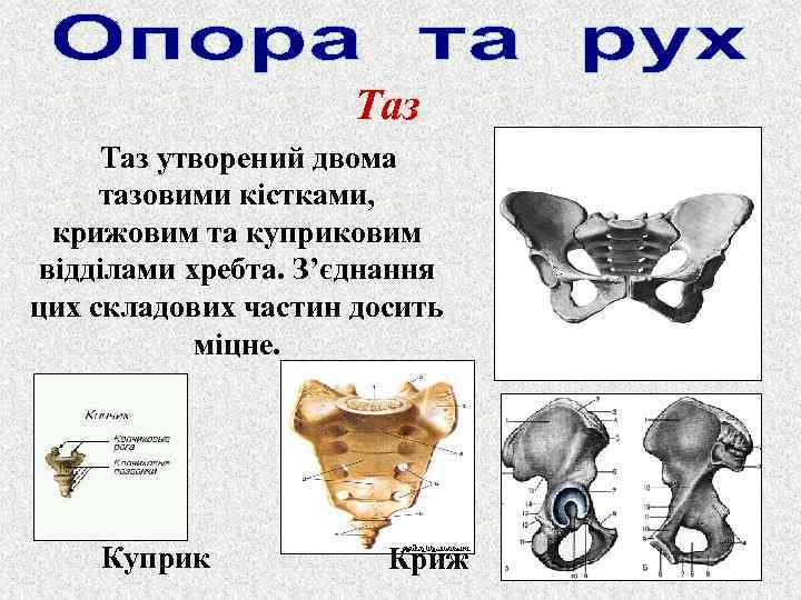 Таз утворений двома тазовими кістками, крижовим та куприковим відділами хребта. З’єднання цих складових частин